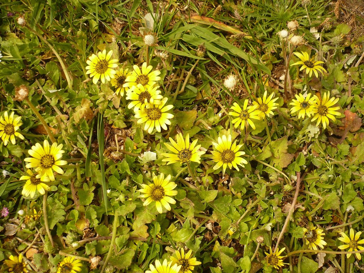 Arctotheca calendula (Asteraceae)